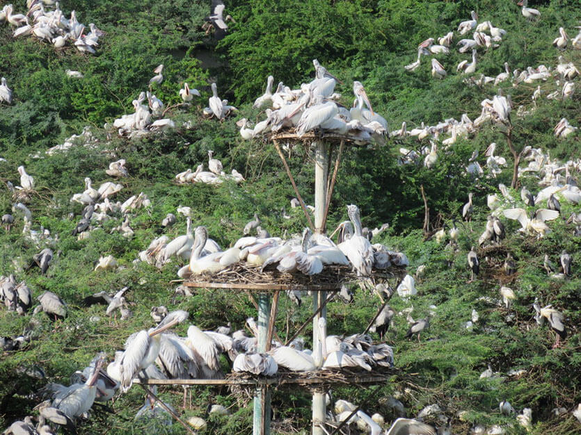 Bird Sanctury Deeg