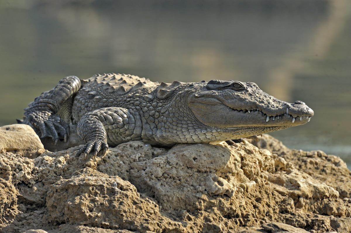National Chambal Sanctuary