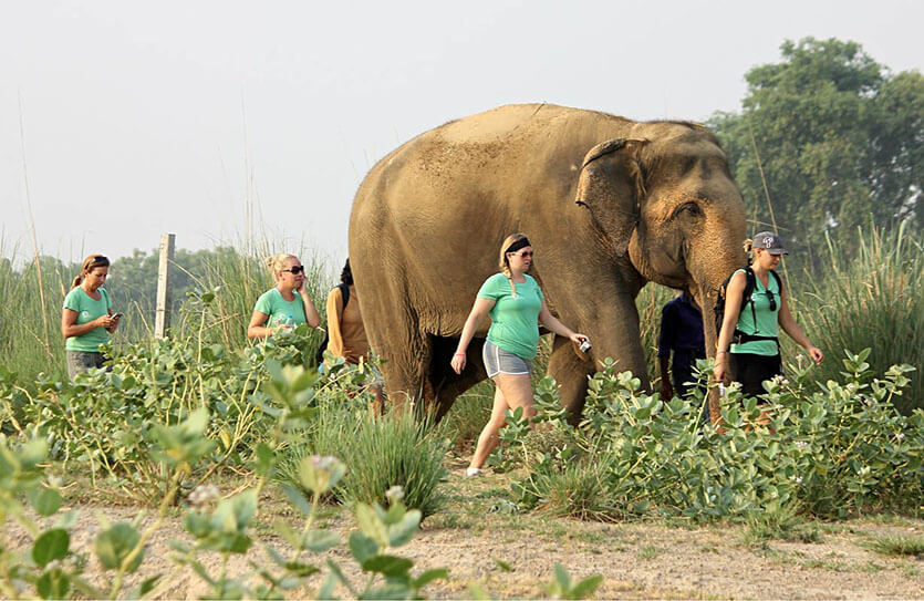 Wildlife SOS