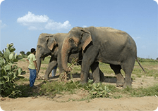 Wildlife SOS